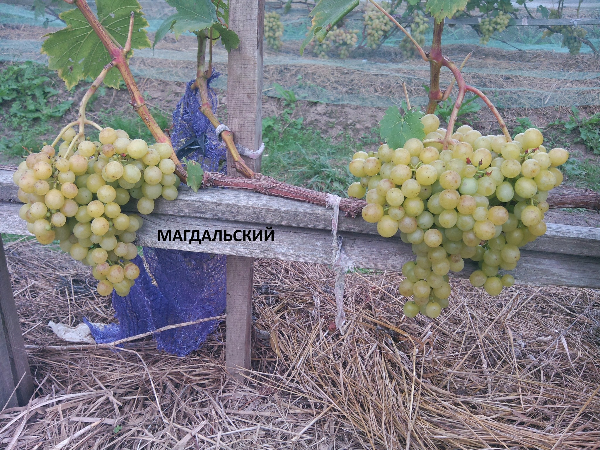 Виноград сорт Магдальский