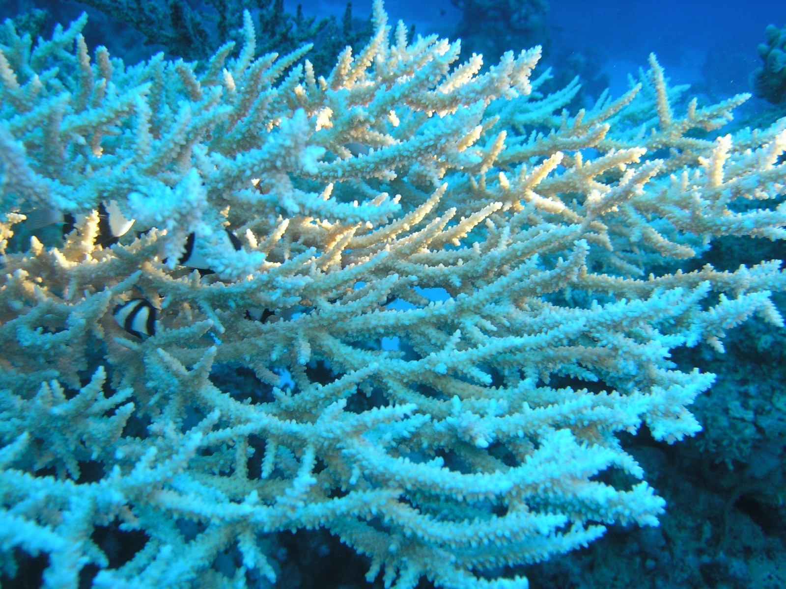 Коралловые полипы и водоросли