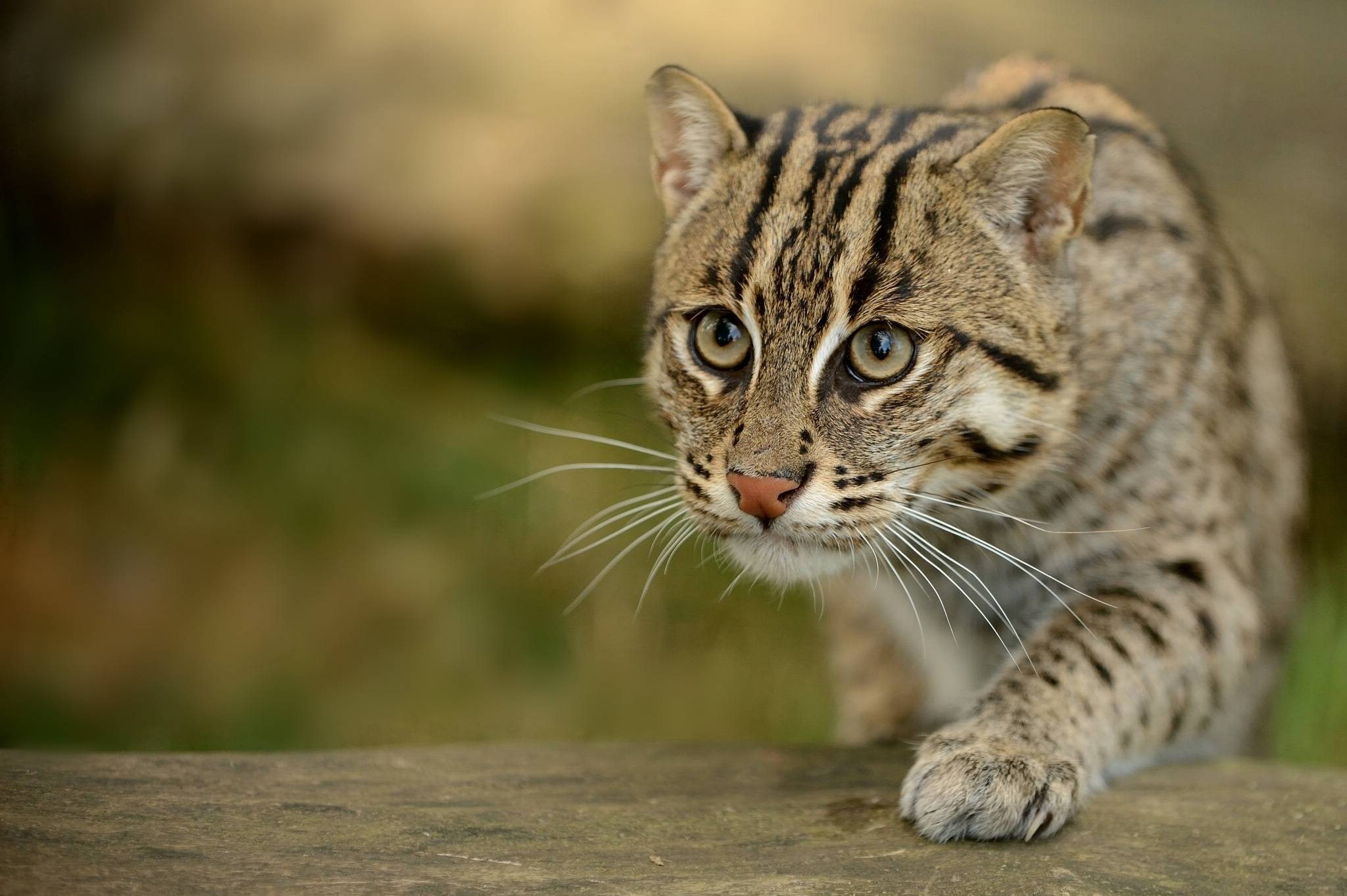 Дикие кошки. Виверровый кот. Prionailurus viverrinus. Кошка-рыболов. Камышовый кот.