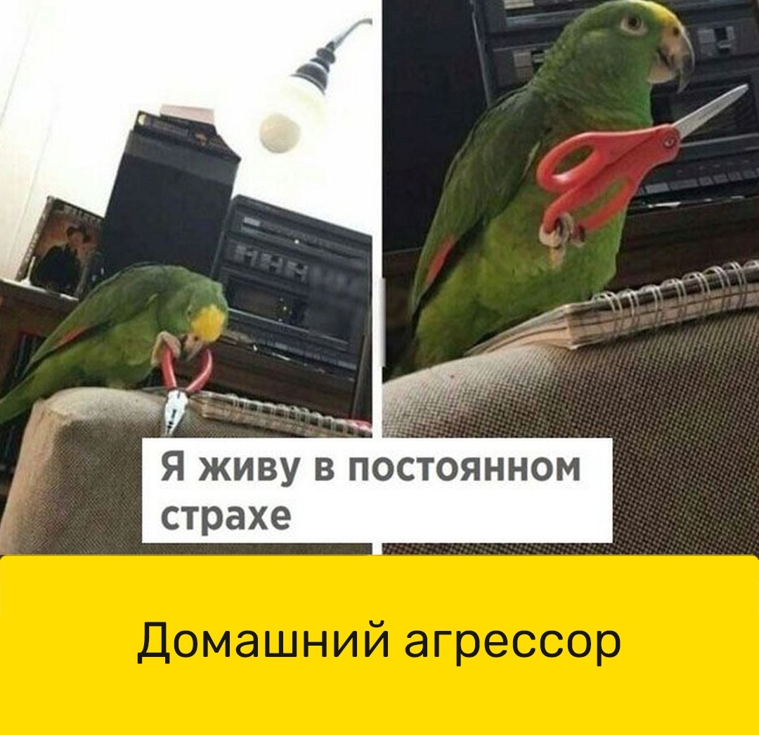 Попугай Мем