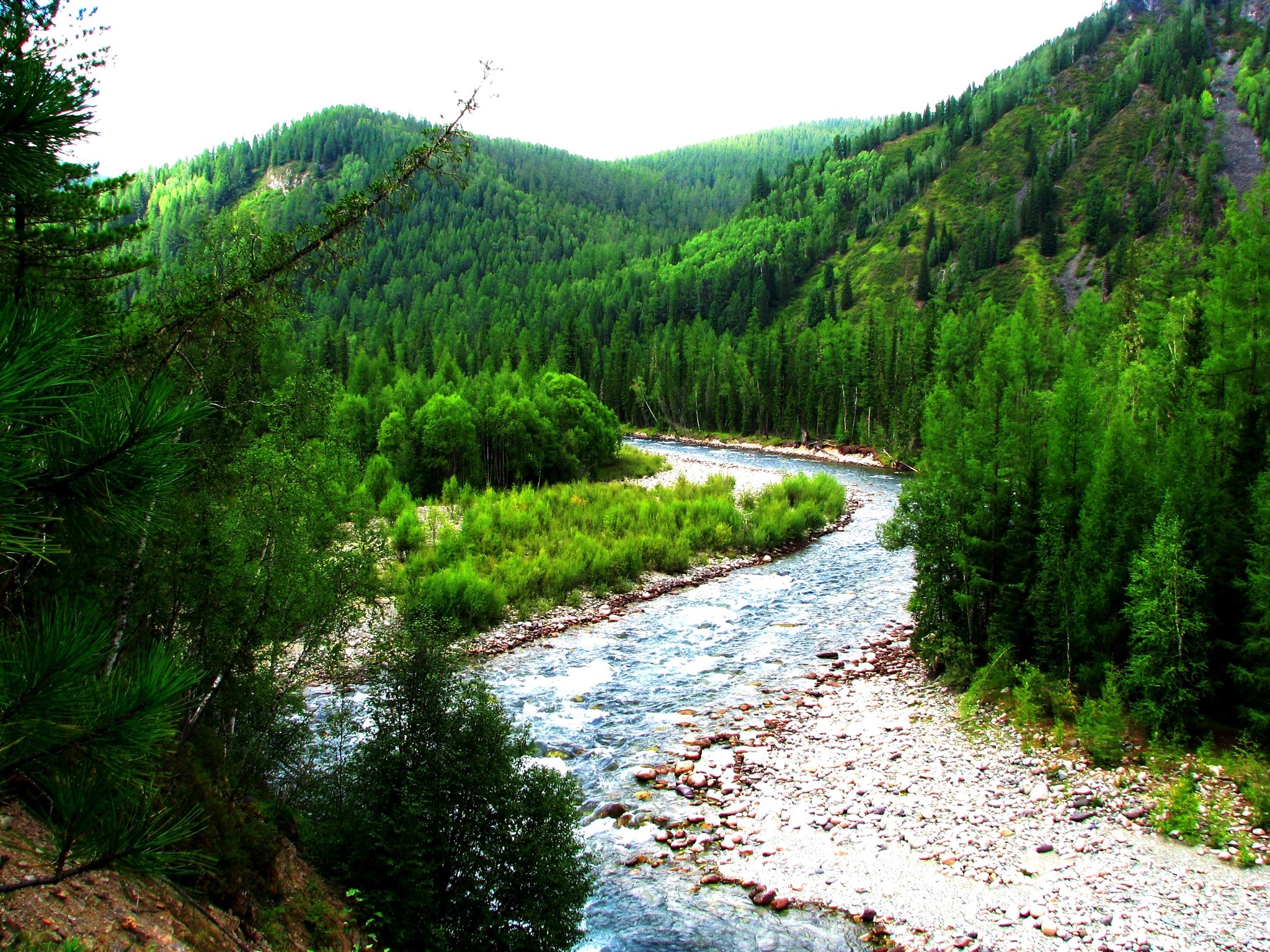 Лес сиб. Тайга река Енисей. Река Енисей в Алтайском крае. Река Кантегир. Алтай река Енисей.