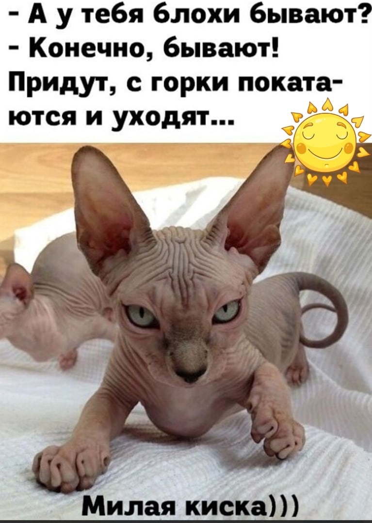 Египетская кошка сфинкс котенок