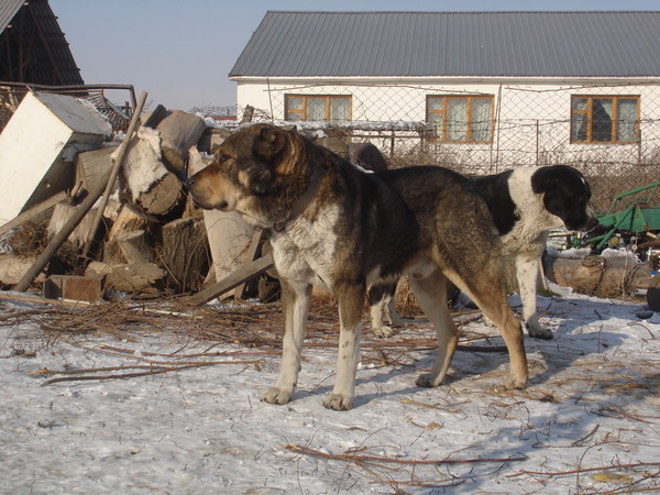 Тобеты в казахстане