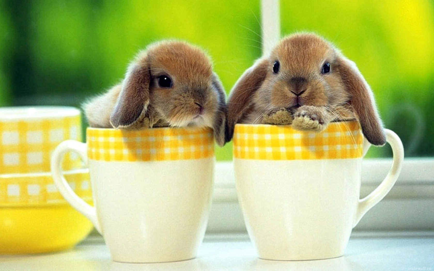 Хорошего дня все будет хорошо мужчине. Доброе утро кролик. Картинки с добрым. Животные в чашке. Кролик открытка.
