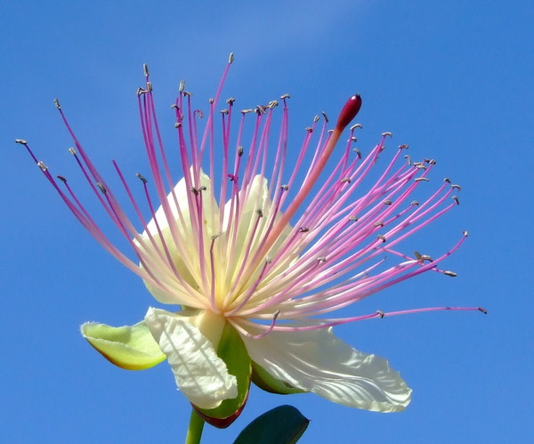 Каперс колючий
Capparis spinosa
Семейство: Каперсовые (Capparidaceae)
Происхождение: Средиземноморье, Азия

