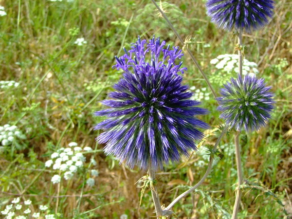 Мордовник шароголовый 
Echinops adenocaulos 
Ссемейство: Астровые / Сложноцветные 
(Asteraceae / Compositae)

Название:  происходит от греческих слов «echinos» - еж и «opsis» - похожий, по колючим листочкам обертки соцветий. 

