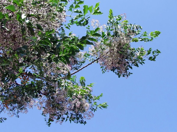 Мелия иранская, Сирень персидская
Melia azedarach 
Семейство: Мелиевые (Meliaceae)
Происхождение: Юго-Восточная Азия 
