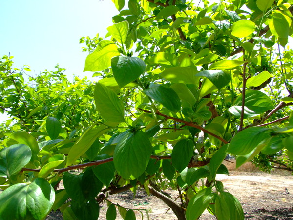 Хурма восточная, Персимон, Хурма
Diospyros kaki
Семейство: Эбеновые (Ebenaceae)
Происхождение: Азия (Китай)

Родовое название культуры "диоспирос" переводится с латыни как "пища богов 

Из  Китая персимон распространился в Восточной Азии, затем начал выращиваться в Японии. И только в конце XIX века о хурме узнал весь мир

 Пищевых волокон в хурме в два раза больше, чем в яблоках, а, кроме того, она содержит больше натрия, калия, магния, кальция, марганца и железа. Хурма – замечательное природное средство для подержания здоровья сердечно-сосудистой системы. Для профилактики атеросклероза достаточно ежедневно съедать 100 грамм плодов.
Удивительное дерево известно не только ягодами (хурма – это ягода), но и своей древесиной! Именно его во всем мире называют  «Черным деревом»
