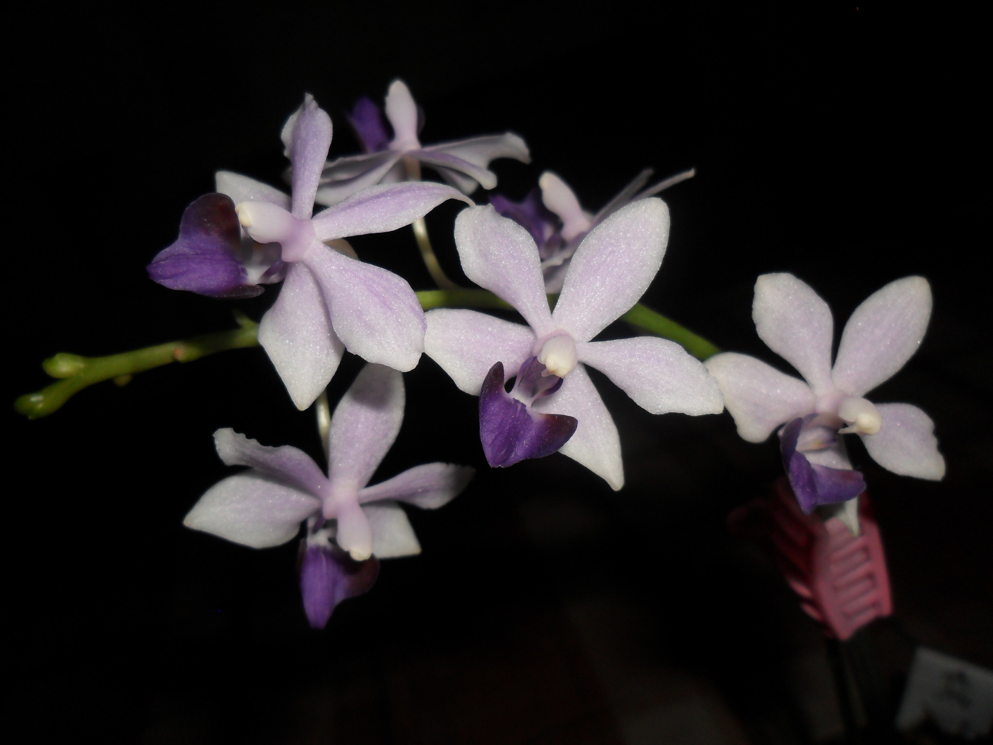 Орхидея сапфир фото и описание