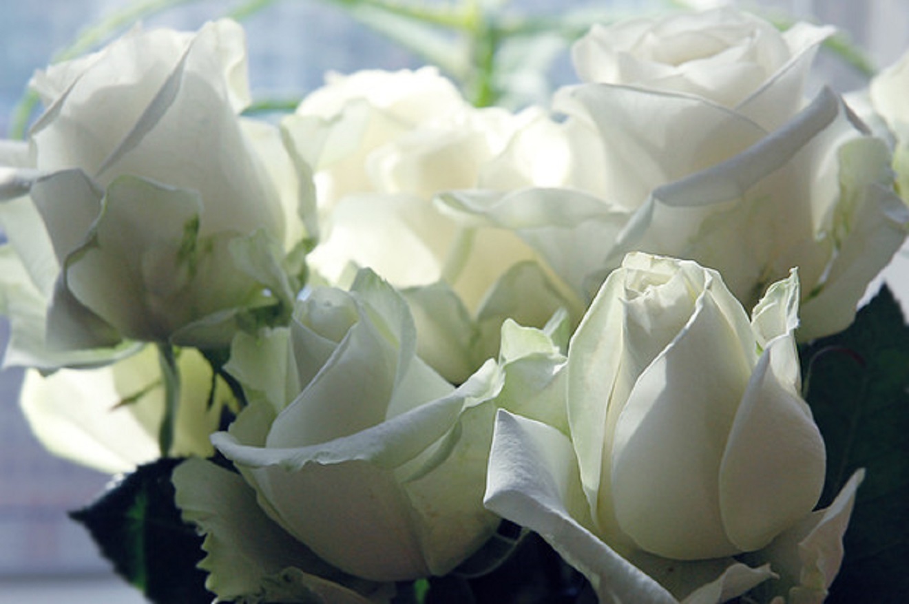 Красивые белые розы для любимой