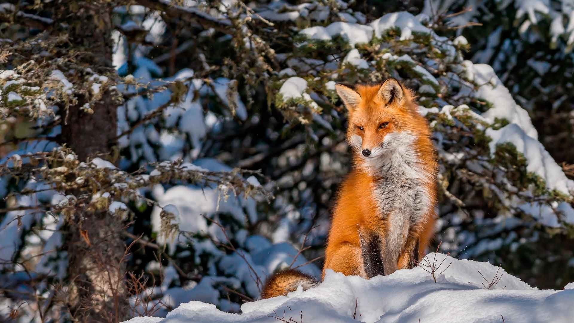 Фото Лисы Зимой В Лесу